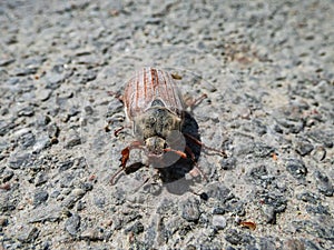 Macro shot of adult European cockchafer, Maybug or doodlebug Melolontha hippocastani on the asphalt in sunlight
