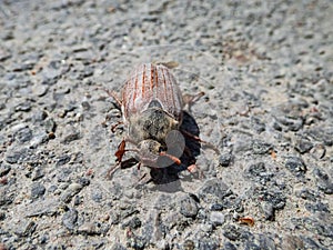 Macro shot of adult European cockchafer, Maybug or doodlebug Melolontha hippocastani on the asphalt in sunlight