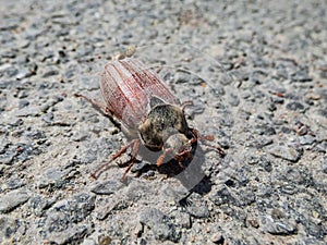 Macro shot of adult European cockchafer, Maybug or doodlebug Melolontha hippocastani on the asphalt in sunlight