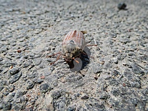 Macro shot of adult European cockchafer, Maybug or doodlebug Melolontha hippocastani on the asphalt in sunlight