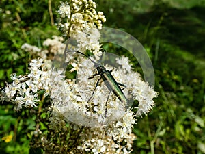 Macro shot of adult musk beetle (Aromia moschata) with very long antennae and coppery and greenish metallic tint