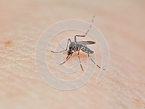 A macro shot of aedes mosquito eating blood on human skin.