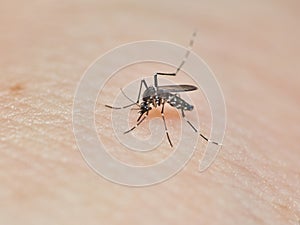 A macro shot of aedes mosquito eating blood on human skin