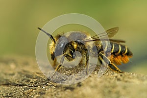 Macro shot of an alfalfa leafcutting bee on the ground