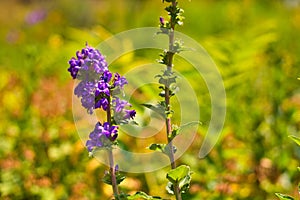 Macro shot of All Heal flower in a background of the field