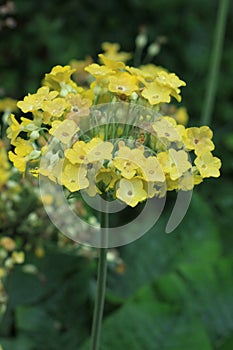 Macro shot of Alyssum Montanum - yellow