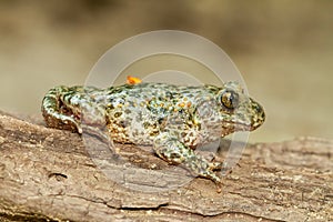 Macro shot of an Alytes obstetricans, amphibian with greenish hues on the wood