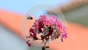 Macro shot of Amegilla cingulata or blue-banded bee flying