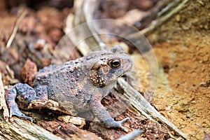 Macro shot of an American toad on a wooden stump in Fairfax, Virginia