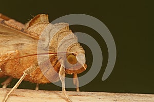 Macro shot of an Angle shades moth on a branch