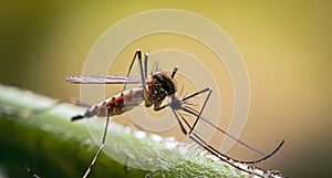 macro shot of an Anopheles mosquito with blurred background