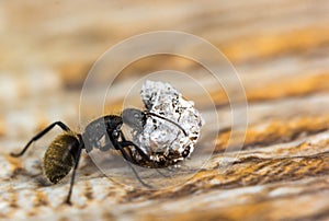 Macro shot of an ant carrying a rock