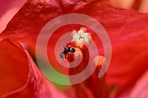 Macro shot of an ant on a red flower stamen