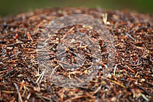 Macro shot of an anthill surface in the forest