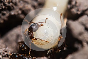 Macro shot of an anthill with white larvae and detailed ants with antennae and pincers