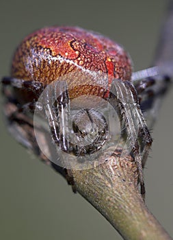 Macro shot of an araneus marmoreus spider on a branch