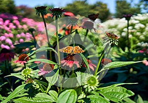 Macro shot of the Asian comma, a mid-sized butterfly found in asia, resting on the purple coneflower