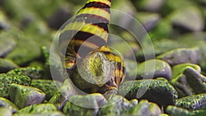 Macro shot of assassin snail copulation. Anentome helena.