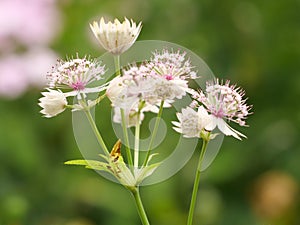 Macro shot of astrantia flowers on a green background