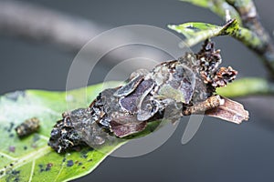 Macro shot of the bagworm moth larvae.