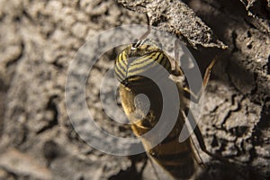 Macro shot of a band-eyed drone fly (Eristalinus taeniops), a species of hoverfly