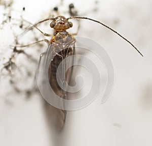 Macro shot of a barkfly on blurred background photo