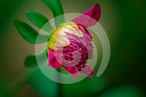 Macro shot of a beautiful blooming dahlia flower outdoors