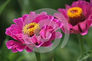 A beautiful blossomed pink Zinnia flower