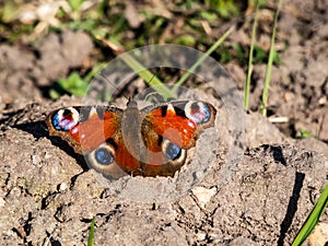 Macro shot of beautiful colourful butterfly - European peacock or peacock butterfly Aglais io on the ground