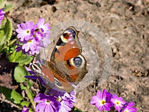 Macro shot of beautiful colourful butterfly - European peacock or peacock butterfly Aglais io on purple flower