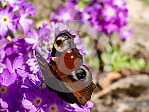 Macro shot of beautiful colourful butterfly - European peacock or peacock butterfly Aglais io on purple flower