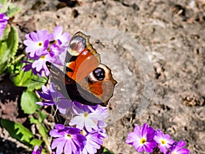 Macro shot of beautiful colourful butterfly - European peacock or peacock butterfly Aglais io on purple flower