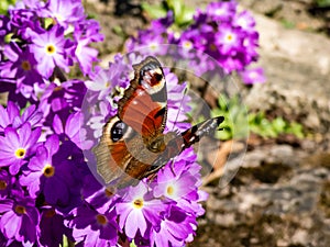 Macro shot of beautiful colourful butterfly - European peacock or peacock butterfly Aglais io on purple flower