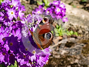 Macro shot of beautiful colourful butterfly - European peacock or peacock butterfly Aglais io on purple flower