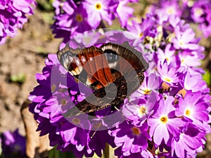 Macro shot of beautiful colourful butterfly - European peacock or peacock butterfly Aglais io on purple flower