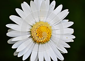 Daisy