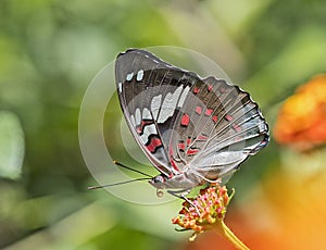 Macro Shot of Beautiful Euthalia lubentina Gaudy Baron butterfly photo