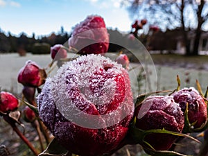 Macro shot of beautiful frozen frost crystals on dark red rosses on a gloomy day in the botanic garden