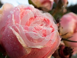Macro shot of beautiful frozen pink rose covered with early morning frost crystals