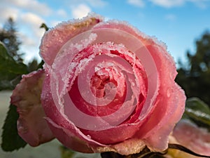 Macro shot of beautiful frozen pink rose covered with early morning frost crystals with garden and blue sky background