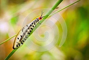 A macro shot of a beautiful lacewing