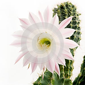 Macro shot of a beautiful light pink blooming cactus flower on white