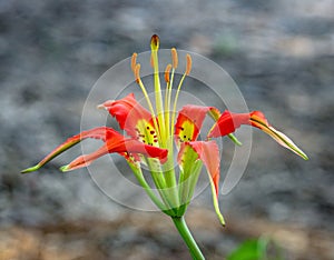 Close-up of a beautiful Liium catesbaei, most commonly known as Catesby`s lily or pine lily, with a blurred grayish background photo