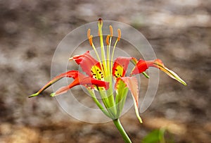 Close-up of a beautiful Liium catesbaei, most commonly known as Catesby`s lily or pine lily photo