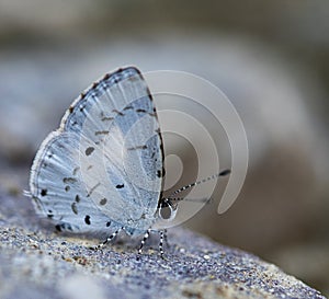 Macro Shot of Beautiful Megisba malaya the Malayan butterfly