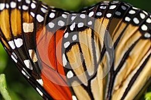 Macro shot of the beautiful Monarch butterfly wing isolated on a green background