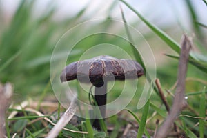 Macro-Shot of Beautiful Mushroom Surrounded with Grass