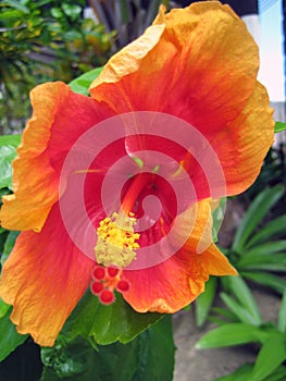 Macro shot of a beautiful orange-red Hawaiian hibiscus