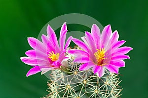 Macro shot of a beautiful pink blooming cactus flower.