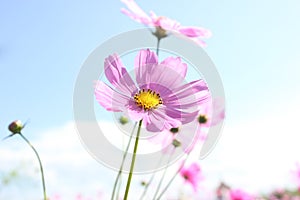 Macro shot of a beautiful pink cosmos flowers and blue sky.